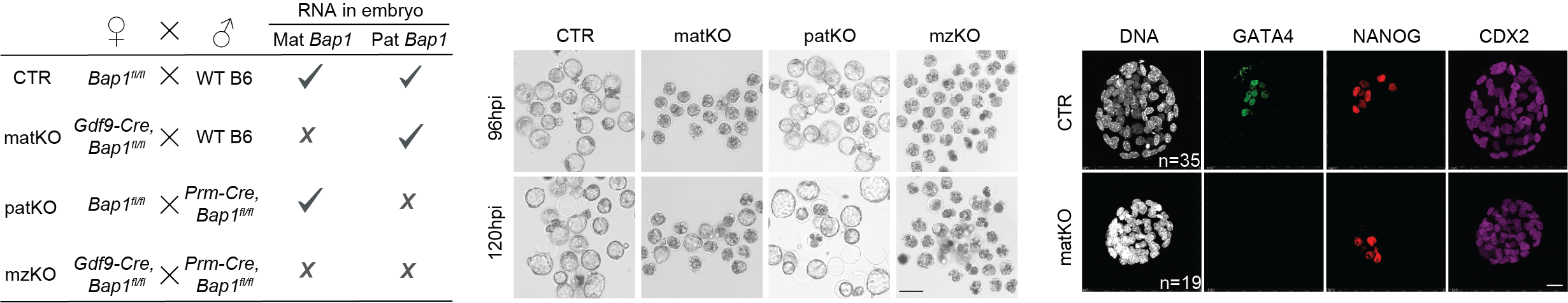 BAP1 paper key data — click to read in Nature Communications