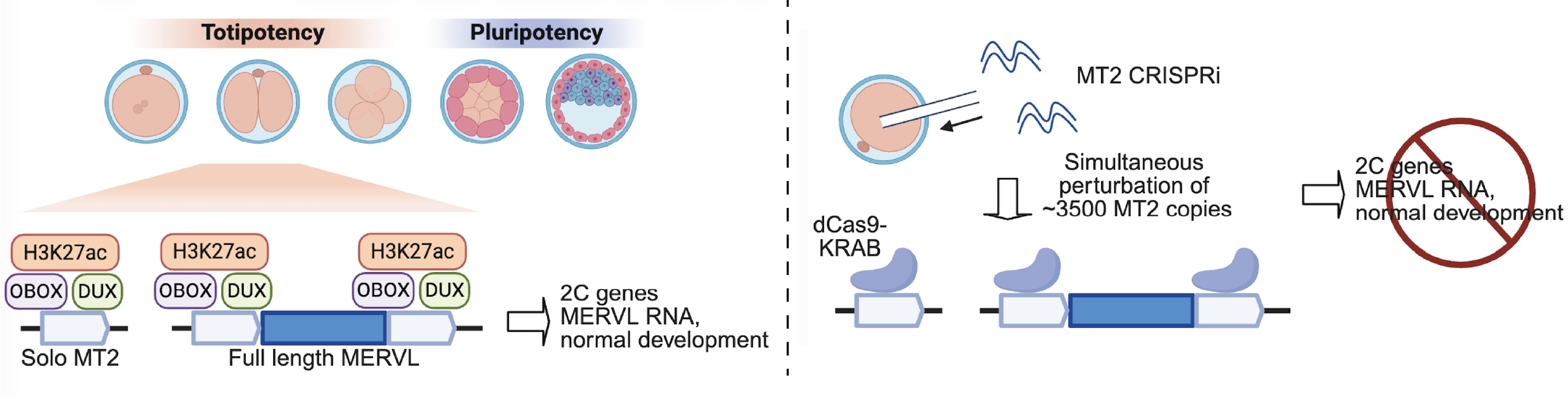 MT2/MERVL CRISPRi figure — click to read in Cell Reports